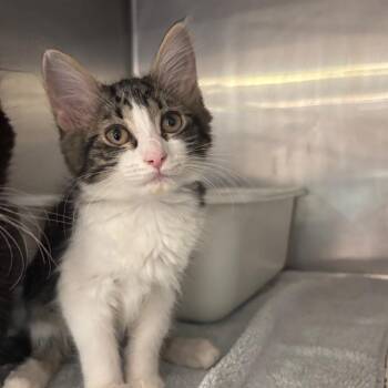 Zips -  Domestic Medium Hair Cat for Adoption in Spokane, Washington - Zips | PetCurious