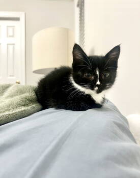 Rescue Domestic Short Hair Cats for Adoption in Camden, South Carolina - Bones (Available For Pre-adoption) | PetCurious