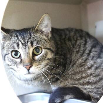 Domestic Short Hair Cats Available for Adoption - Connor | PetCurious