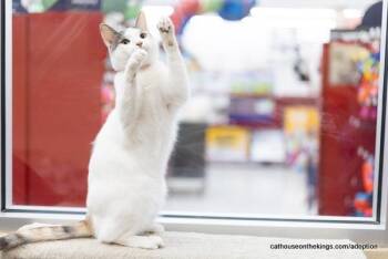 Rescue Calico Cats for Adoption in Parlier, California - Penelope | PetCurious