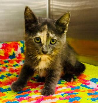 Domestic Short Hair Cats Available for Adoption - Mystique (Petsmart) | PetCurious