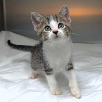 Ty -  Domestic Short Hair Cat for Adoption in Michigan City, Indiana - Ty | PetCurious