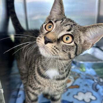 Grace -  Domestic Short Hair Cat for Adoption in Matteson, Illinois - Grace | PetCurious
