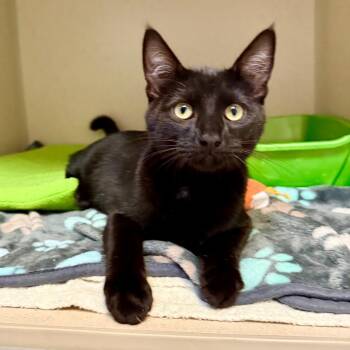 Chucky -  Domestic Short Hair Cat for Adoption in Great Falls, Montana - Chucky | PetCurious