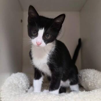Ned -  Domestic Short Hair Cat for Adoption in Riverside, California - Ned | PetCurious