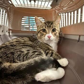 Domestic Short Hair Cats Available for Adoption in Des Moines, Iowa - Simon | PetCurious