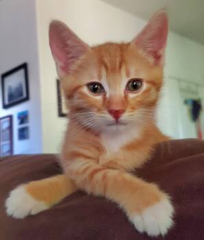 Ricky -  Tabby Cat for Adoption in Springfield, Oregon - Ricky | PetCurious