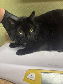 Domestic Short Hair Cats Available for Adoption - NIGHTMARE | PetCurious