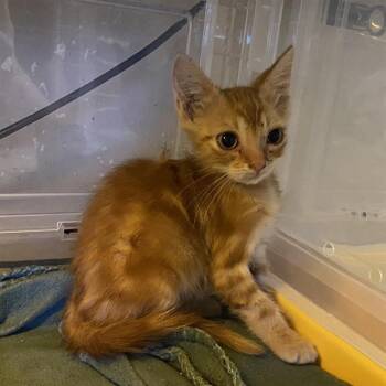 OLIVER -  Domestic Short Hair Cat for Adoption in Modesto, California - OLIVER | PetCurious