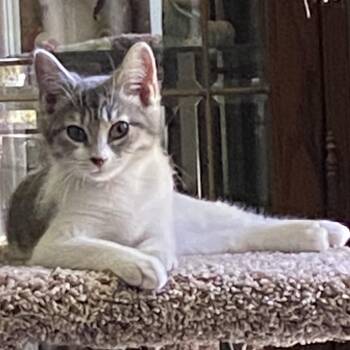 Lacy -  Domestic Medium Hair Cat for Adoption in Chattanooga, Tennessee - Lacy | PetCurious