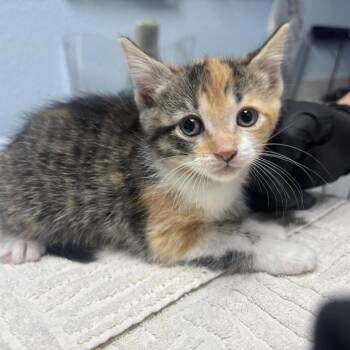 Peach Cobbler -  Domestic Short Hair Cat for Adoption in Riverside, California - Peach Cobbler | PetCurious