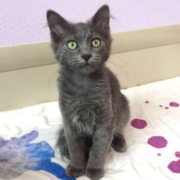 Soldier Boy -  Domestic Medium Hair Cat for Adoption in Marshfield, Wisconsin - Soldier Boy | PetCurious