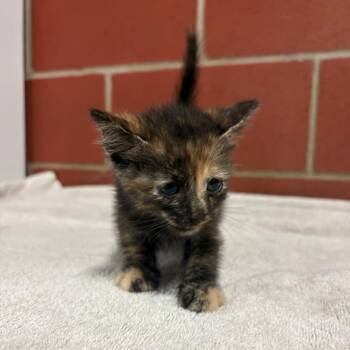 Fifi -  Domestic Short Hair Cat for Adoption in Cabot, Arkansas - Fifi | PetCurious