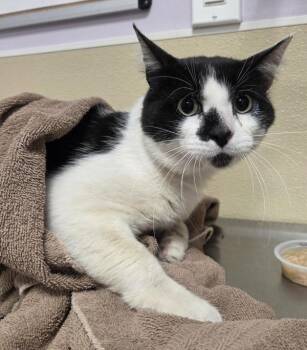 Kitty -  Domestic Short Hair Cat for Adoption in Vancouver, Washington - Kitty | PetCurious