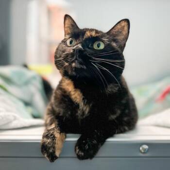 Betty -  Domestic Short Hair Cat for Adoption in Troy, Virginia - Betty | PetCurious