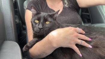 A532145 -  Domestic Medium Hair Cat Available for Adoption in St. Peters, Missouri - A532145 | PetCurious