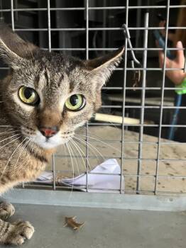 MONMON -  Domestic Short Hair Cat for Adoption in Dallas, Texas - MONMON | PetCurious