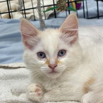 Domestic Medium Hair Cats Available for Adoption in Sonora, California - Marie | PetCurious