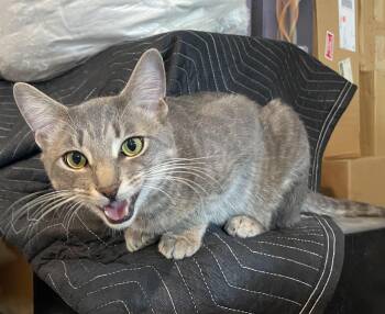 Angelina and Bradley -  Domestic Short Hair Cat for Adoption in Auburn, Washington - Angelina And Bradley | PetCurious