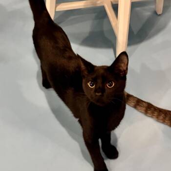 Donatello -  Domestic Short Hair Cat for Adoption in Liverpool, Texas - Donatello | PetCurious
