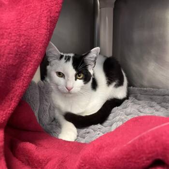 Dot -  Domestic Short Hair Cat for Adoption in Brockton, Massachusetts - Dot | PetCurious