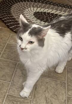 Bitsy -  Domestic Medium Hair Cat for Adoption in Charles City, Iowa - Bitsy | PetCurious