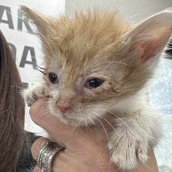 Rescue Domestic Short Hair Cats for Adoption in Midland, Texas - Butterfinger | PetCurious