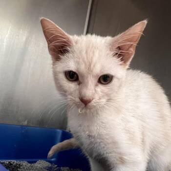 Domestic Short Hair Cats Available for Adoption - Osiris | PetCurious