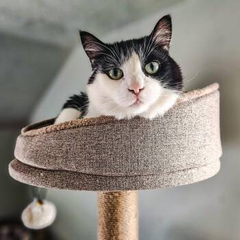 Roo -  Domestic Short Hair Cat for Adoption in Spokane, Washington - Roo | PetCurious