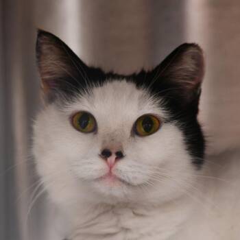 Babygirl -  Domestic Short Hair Cat for Adoption in Ottawa, Kansas - Babygirl | PetCurious