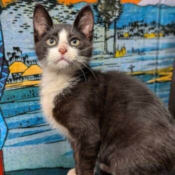 Rescue Domestic Short Hair Cats for Adoption in Long Beach, California - Porthos | PetCurious