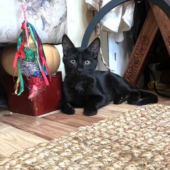 Milosh -  Domestic Short Hair Cat for Adoption in Apex, North Carolina - Milosh | PetCurious