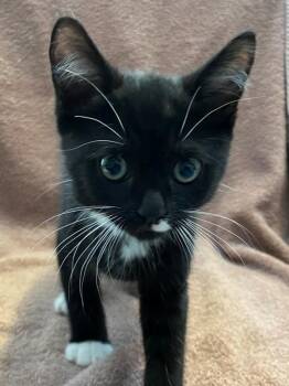 Glen Coco -  Domestic Short Hair Cat for Adoption - Glen Coco | PetCurious