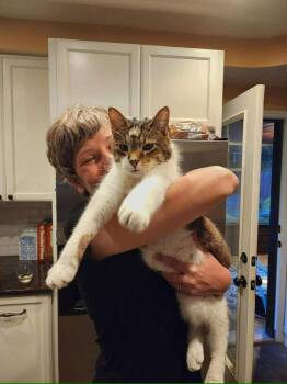 Rescue Domestic Short Hair Cats for Adoption in Cleveland, Ohio - Wilson | PetCurious