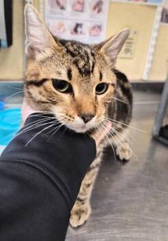 EDDY -  Domestic Short Hair Cat for Adoption in Fort Myers, Florida - EDDY | PetCurious
