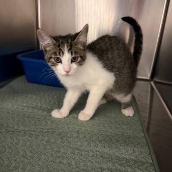 Lenny -  Domestic Short Hair Cat for Adoption in Fresno, California - Lenny | PetCurious