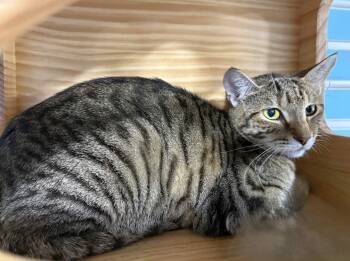 Domestic Short Hair Cats Available for Adoption in Colorado Springs, Colorado - Violetta | PetCurious
