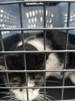 OREO -  Domestic Short Hair Cat for Adoption in Palmetto, Florida - OREO | PetCurious