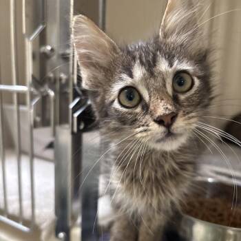 Misty -  Domestic Short Hair Cat for Adoption in Dallas, Texas - Misty | PetCurious