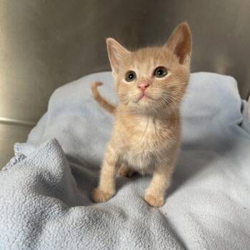 Domestic Short Hair Cats Available for Adoption in Lathrop, California - Smee | PetCurious