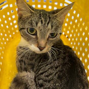 Sprite -  Domestic Short Hair Cat for Adoption in Allentown, Pennsylvania - Sprite | PetCurious
