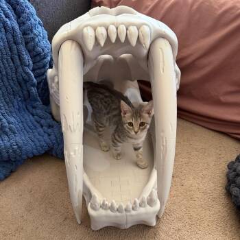 Barbary -  Domestic Short Hair Cat for Adoption in Fredericksburg, Virginia - Barbary | PetCurious
