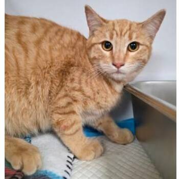 Domestic Short Hair Cats Available for Adoption - Taffy Carlsbad | PetCurious