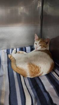 Butternut -  Domestic Short Hair Cat for Adoption in Huntington, Indiana - Butternut | PetCurious