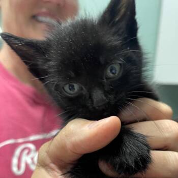 Walker -  Domestic Short Hair Cat for Adoption in Lenexa, Kansas - Walker | PetCurious