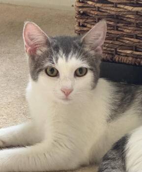 Heath(er) -  Domestic Short Hair Cat for Adoption in Lenexa, Kansas - Heath(er) | PetCurious