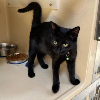 Rescue Bombay and Domestic Short Hair Cats for Adoption in Clarksville, Virginia - Willow Dab | PetCurious