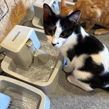 Rescue Domestic Short Hair Cats for Adoption in Richmond, Virginia - Uno | PetCurious