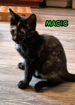 Magic in foster care(must be adopted w/ a sibling -  Domestic Short Hair Cat for Adoption in Ellicott City, Maryland - Magic In Foster Care(must Be Adopted W/ A Sibling | PetCurious