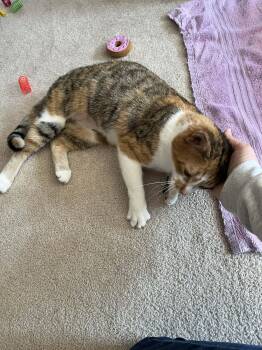 Calico Cats Available for Adoption - Pecan  | PetCurious